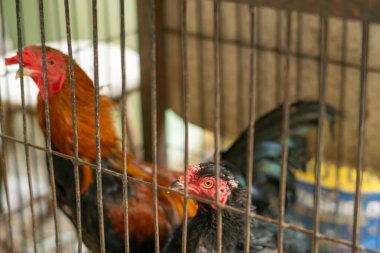 Two vibrant roosters, one with fiery red feathers and the other black, stand behind a metal cage. Their piercing yellow eyes and combs highlight their striking presence in the coop. clipart