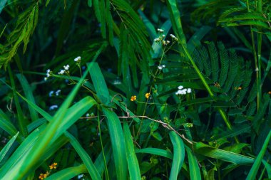 Yeşilin yemyeşil yaprakları, narin beyaz çiçekleri ve küçük sarı çiçekleri bir araya getirerek, el değmemiş çevrelerindeki yabani bitkilerin güzelliğini vurgulayan canlı bir doğal duvar halısı oluştururlar..