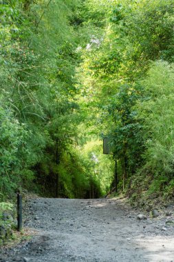 Etrafı yemyeşil bambu ve tropikal yapraklarla çevrili sakin bir toprak yol. Yürüyüş, rahatlama ve fotoğrafçılık için mükemmel bir doğa kaçışı..