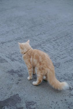 Altın kürklü bir kedi yoğun bir bakışla geri döner, tüylü kuyruğunu kaldırır. Sıcak kürkü ve soğuk kaldırımı arasındaki zıtlık kedilerin cesur ve bağımsız varlığını artırır..