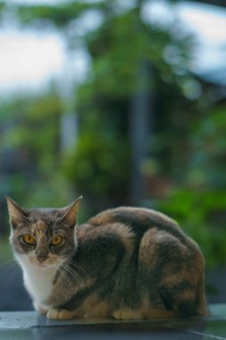 Kehribar gözleri çarpıcı bir kehribar kedisi serin fayanslı bir zeminde oturup merakla bakar. Kürkü, mavi fayanslarla ve eskimiş beton çevresiyle çelişen sıcak ve serin tonlarla harmanlanır..
