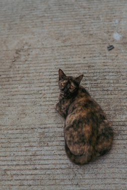 Bir kaplumbağa kabuğu kedi beton kaldırımda sırt üstü yatıyor, altın gözlerini ve neşeli duruşunu sergiliyor..