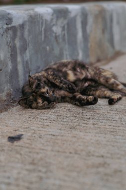 Bir kaplumbağa kabuğu kedi beton kaldırımda sırt üstü yatıyor, altın gözlerini ve neşeli duruşunu sergiliyor..
