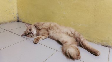 Yumuşak turuncu bir kedi uzanır ve sevimli pozlar verir fayanslı bir zeminde, sarı bir duvara karşı, büyüleyici ve rahat bir şekilde.