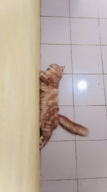 Tüylü kızıl bir kedi, sarı bir duvarın yanındaki fayanslı zeminde, tamamen esnek ve rahat bir şekilde uyuyor..