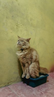 Görkemli kabarık tüylü bir kedi, küçük bir kumlukta zevkle oturur, gözleri kapalı ve kafası saf bir dramayla eğik, sanki kraliyet plastik tahtından bir kedi krallığını yönetiyormuş gibi..