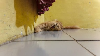 Tüylü kızıl bir kedi odanın bir köşesinde tembelce uzanır, tamamen uzanır ve rahatlıkla esner. Saf kedi rahatlama titreşimleri.!