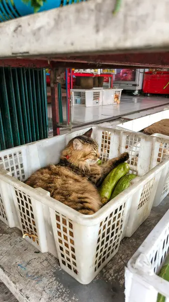 Kabarık tüylü bir tekir kedi plastik bir sandığın içinde şekerleme yapıyor, markette uzun yeşil salatalıklarla sarılıyor. Sevimli ve beklenmedik mükemmel bir karışım.