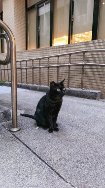 Siyah bir kedi, geniş pencereleri ve bambu bitkileri olan modern bir binanın yanında asfalt bir yolda oturuyor. Metal parmaklıklar kaldırım boyunca uzanır ve yumuşak ışık camlardan süzülür..