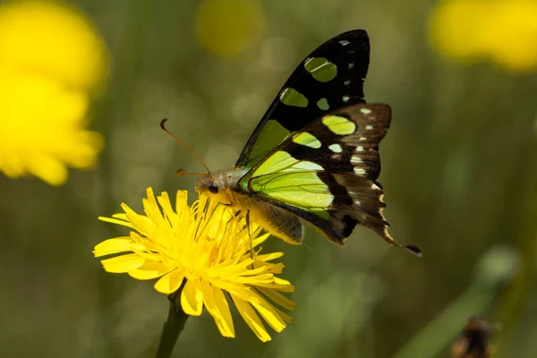 A stunning macro shot of a vibrant, green Macleays swallowtail butterfly perched on a yellow dandelion flower. Perfect for use in advertising, editorial content, or as wall art for nature lovers.