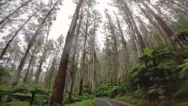 Filmmaterial Das Auf Einer Asphaltierten Straße Inmitten Eines Von Bäumen — Stockvideo