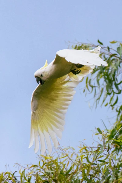 Sulphur Crested Cockatoo Cacatua Galerita Relatively Large White Cockatoo Found — Fotografia de Stock