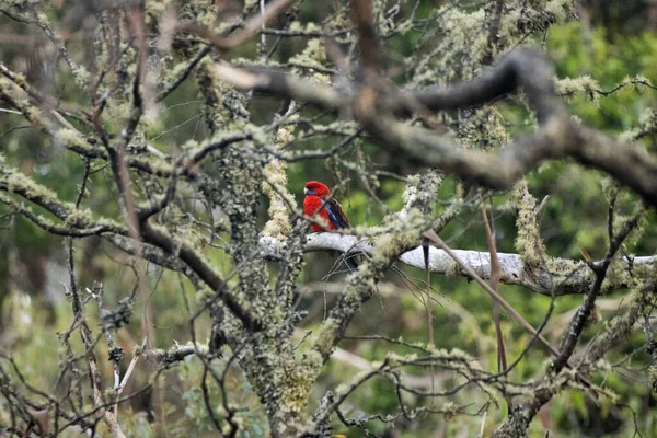 Egy Színes Papagáj Őshonos Ausztráliában Élénk Tollazata Van Vörös Kék — Stock Fotó