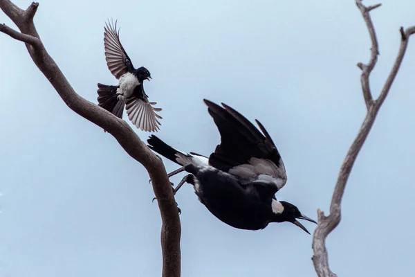 Captivating Aerial Scene Captures Graceful Interaction Australian Magpie Willie Wagtail — Stock Photo, Image