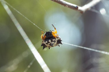 Ağında bir Jewel Spider, Austracantha Minax 'ın karmaşık makro görüntüsü. Eklembacaklıların çarpıcı desenleri ve canlı renkleri doğal güzelliğini aydınlatır..