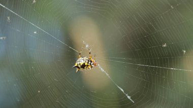 Ağında bir Jewel Spider, Austracantha Minax 'ın karmaşık makro görüntüsü. Eklembacaklıların çarpıcı desenleri ve canlı renkleri doğal güzelliğini aydınlatır..