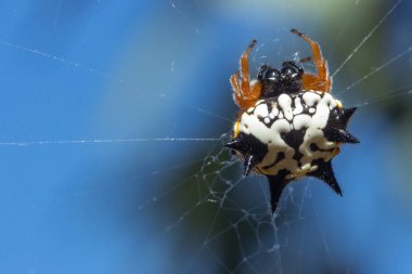 Ağında bir Jewel Spider, Austracantha Minax 'ın karmaşık makro görüntüsü. Eklembacaklıların çarpıcı desenleri ve canlı renkleri doğal güzelliğini aydınlatır..