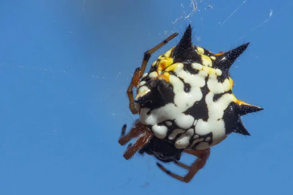 Ağında bir Jewel Spider, Austracantha Minax 'ın karmaşık makro görüntüsü. Eklembacaklıların çarpıcı desenleri ve canlı renkleri doğal güzelliğini aydınlatır..