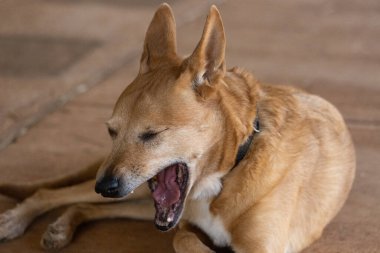 High quality photo of a rare dixie dingo breed of dog clipart