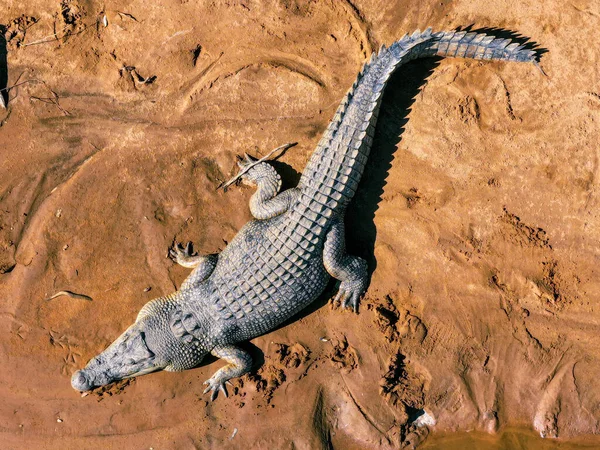 Drone Tiro Tirado Enorme Lindo Crocodilo Salgado Tomado Piscinas Telégrafo — Fotografia de Stock