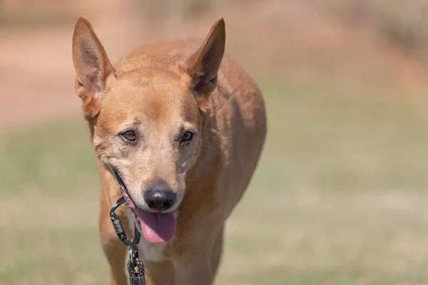 High quality photo of a rare dixie dingo breed of dog