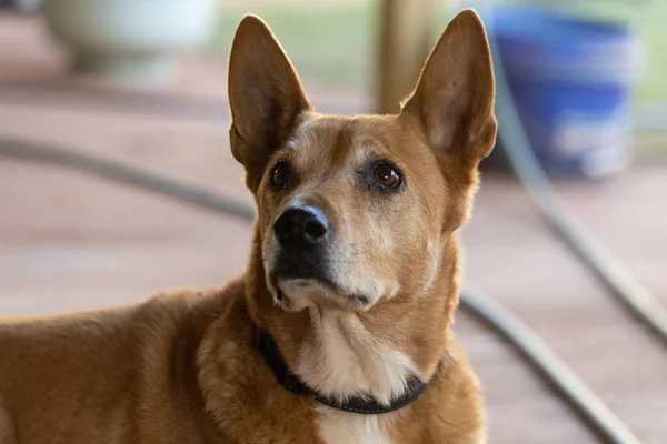 Foto Alta Qualità Una Rara Razza Cane Dixie Dingo — Foto Stock