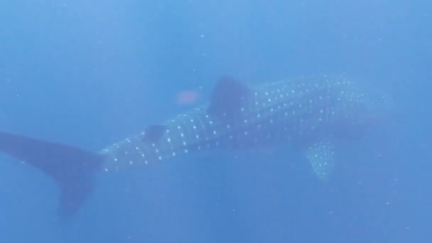 オープンな海で泳ぐ巨大なクジラサメの高品質の映像 美しい優しい巨人 — ストック動画