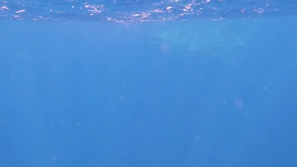 Vysoce Kvalitní Záběry Obrovských Velrybích Žraloků Plavajících Otevřeném Oceánu Krásní — Stock video