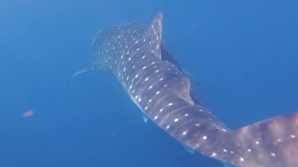 Kiváló Minőségű Felvételek Hatalmas Bálna Cápákról Amint Úsznak Nyílt Óceánon — Stock videók