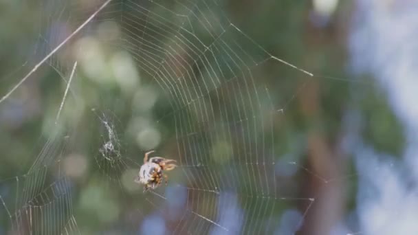 澳大利亚尖头金丝雀的精巧的宏观拍摄 在它的网络中创造 蜘蛛引人注目的图案和生动的色彩照亮了它的自然美 — 图库视频影像