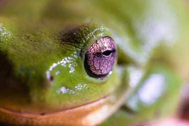 Avustralyalı yeşil ağaç kurbağalarının kameraya gülümseyen gözünün makrofotoğrafçılığı. 
