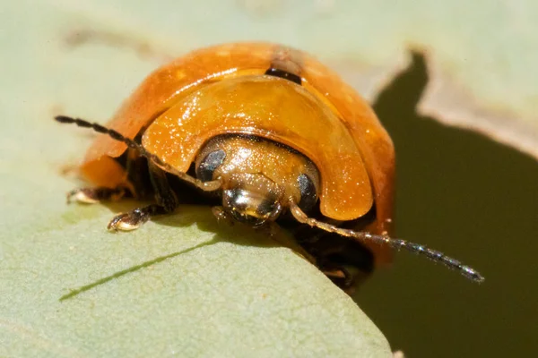 一个橙色拟南芥甲虫的宏观摄影特写 复杂的眼睛和触角 — 图库照片
