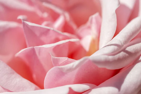 Çiçek makrofotografı pembe allık yapraklı güzel bir gül. 
