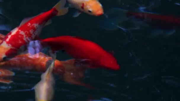 Imágenes Lentas Alta Resolución Hermosos Koi Colores Brillantes Nadando Con — Vídeo de stock