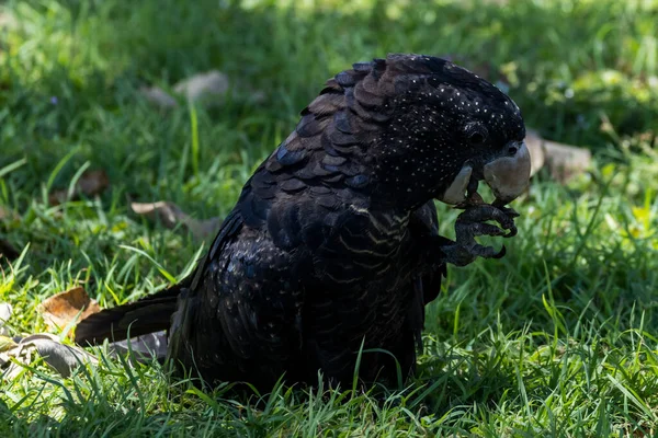 Red Tailed Black Cockatoo Also Known Banksian Banks Black Cockatoo — Stock Photo, Image