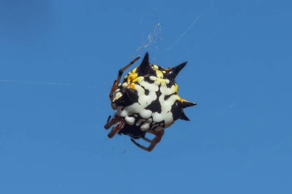 Propracovaný Makro Záběr Drahokamového Pavouka Austracantha Minax Jeho Pavučině Arachnidy — Stock fotografie