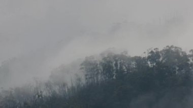 Yağmurlu bir günde bulutların bir dağın tepesinde usulca hareket ettiği sisli, sisli bir manzara. Skene Dağı, Avustralya. 4k video kaydı.