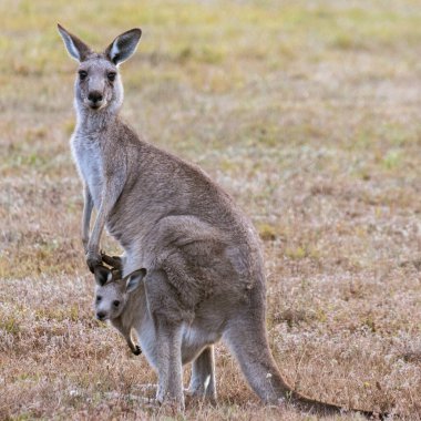 Female east gray kangaroo looking at camera with curious joey in marsupial pouch. clipart