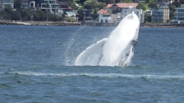 在新南威尔士州悉尼的邦迪海滩附近 一头巨大的座头鲸从水里跳出来 拍下了一张高分辨率的照片 这将会产生巨大的水花 — 图库视频影像