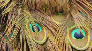 Makro, yüksek çözünürlüklü 120 fps 'lık Peafowl tüyü rüzgarda hafifçe esiyor.