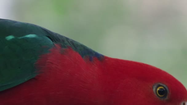 Wilde Koningspapegaai Vogel Met Helder Rood Verenkleed Zijn Hoofd Groene — Stockvideo