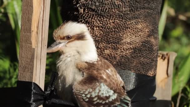 Wilde Flauschige Australische Kookaburra Gefilmt 120 Fps Zeitlupe Mit Blauem — Stockvideo