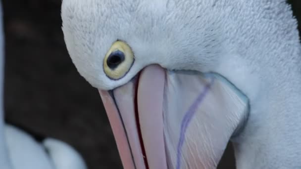 Movimento Lento Perto Pelicano Australiano Sacudindo Sua Bolsa Seu Bico — Vídeo de Stock
