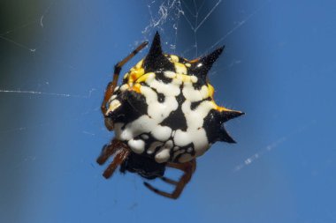 Ağında bir Jewel Spider, Austracantha Minax 'ın karmaşık makro görüntüsü. Eklembacaklıların çarpıcı desenleri ve canlı renkleri doğal güzelliğini aydınlatır..