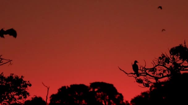 フライングフォックスのコロニー フルーツバットは 日没直後に深い赤い空を横切ってゆっくりと翼をフラップします 枝に覆われたCormorantと前景にシルエットされたトレイライン — ストック動画