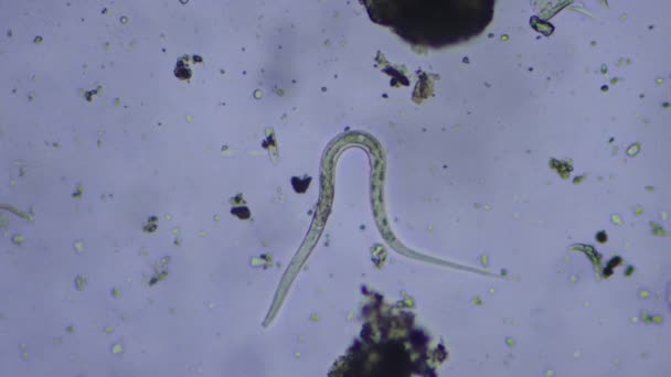 Мікроскопічне Зображення Одного Нематода Рухається Характерних Спазмах Вибірки Багатьох Мікроорганізмів — стокове відео