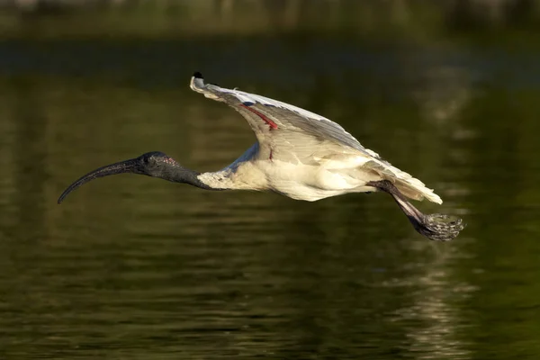 Avustralya 'daki Centennial Park, Sydney, New South Wales, Avustralya' da günbatımında bir gölün üzerinde uçan büyük, siyah ve beyaz bir Ibis 'in fotoğrafı..