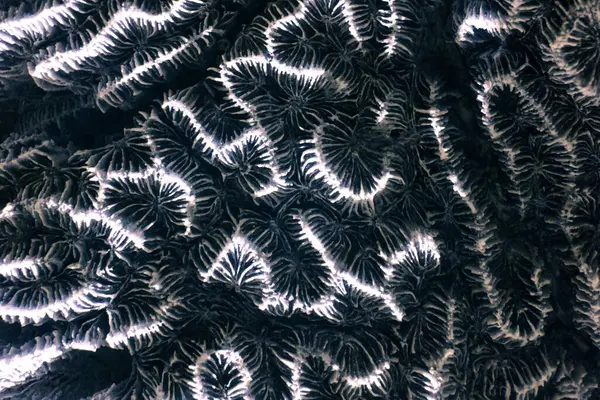 Kızılötesi dalga boyunda yakalanan mercan fosilinin yakından çekilmiş minimalist tek renkli fotoğrafı siyah ve beyaz bir görünüm verir. İlginç desenler ve doku.
