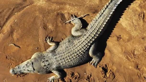 Aerial Very Close High Quality Footage Wild Dangerous Saltwater Crocodile — Stock Video