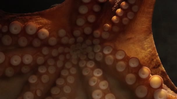Mesmerising Amazing 120 Fps Shot Octopus Moving Screen Showcasing Its — Stock Video